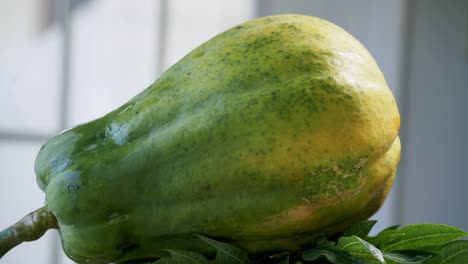 Girando-En-Un-Plato-Pata-De-Papaya-Amarilla-Madura-Girando-En-Una-Plataforma-Giratoria-Que-Muestra-Sus-Hermosos-Y-únicos-Lugares-Y-Piel-Vegana-Vegetariana