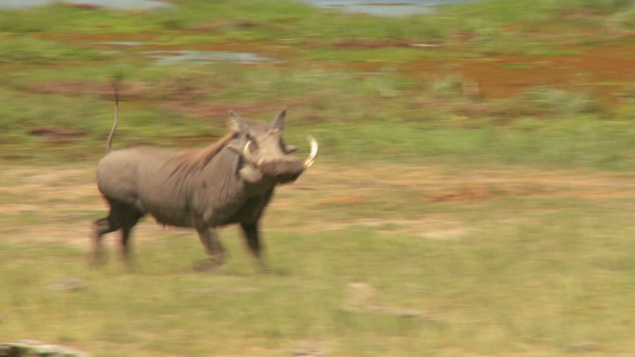 A warthog runs across the desert in Africa