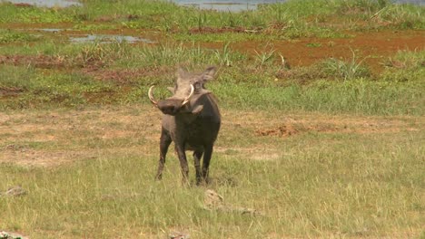 Ein-Warzenschwein-Rennt-Durch-Die-Wüste-In-Afrika