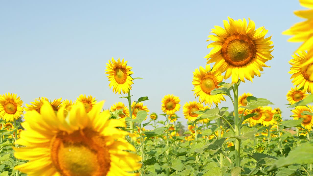 안하세요, 선플라워 - 푸른 하늘을 배경으로 선플라우의 다채로운 비디오