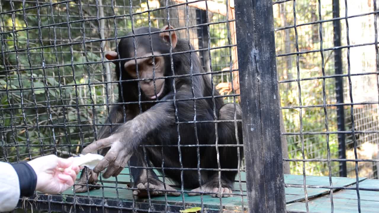 Chimpanzé