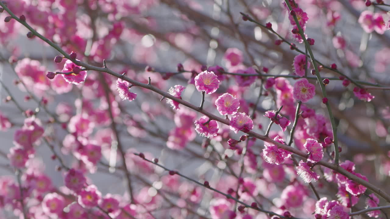 hermosas flores de ciruela rosa que florecen en la rama en primavera en tokio, japón - de cerca