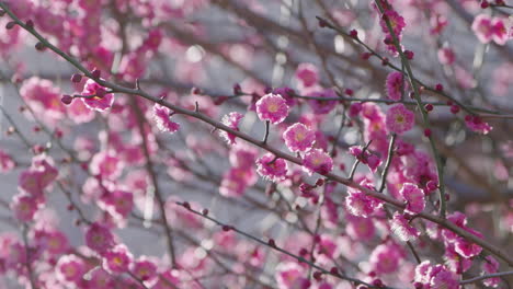 Schöne-Rosa-Pflaumenblumen,-Die-Im-Frühling-In-Tokio,-Japan,-Auf-Dem-Zweig-Blühen---Nahaufnahme