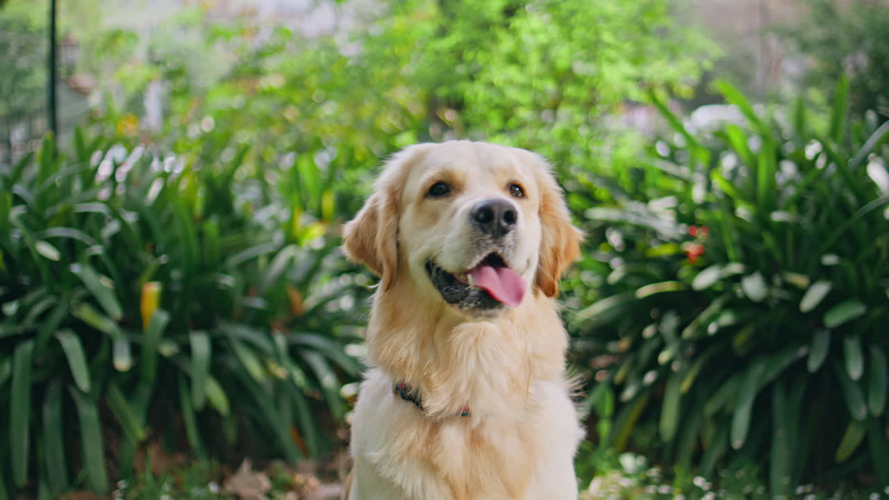 Closeup purebred dog sitting in park with tongue out. Golden retriever