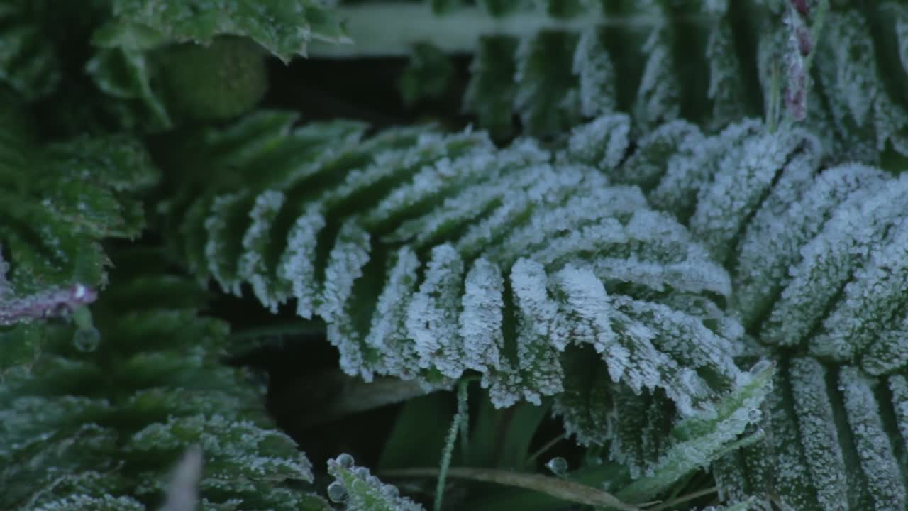 Slow pan Close up of frosty plant at the Cocuy páramo in Colombia