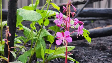 hormigas en flores de hierba de fuego que crecen en el suelo del bosque quemado