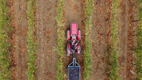 aerial view of a tractor going through vineyard rows, in the countryside of italy