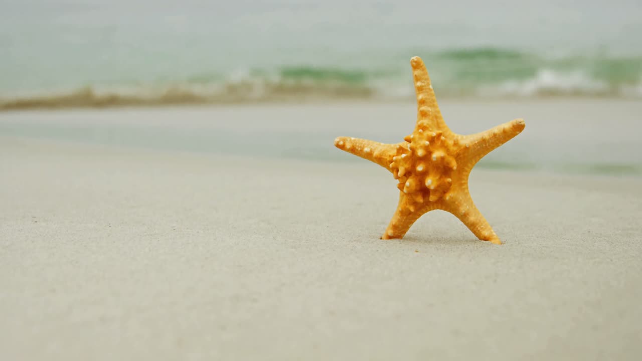 estrella de mar en la playa