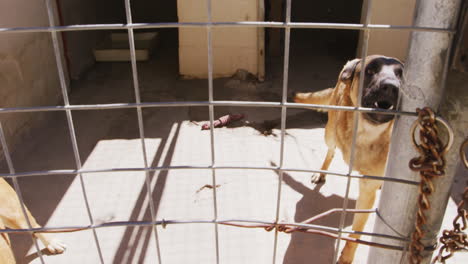 perro abandonado encerrado en un refugio