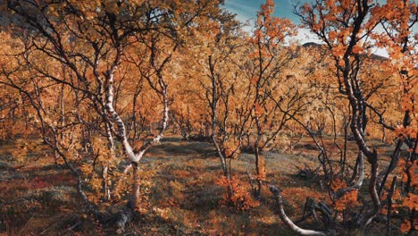 curved branches of the dwarf birch covered with bright autumn leaves