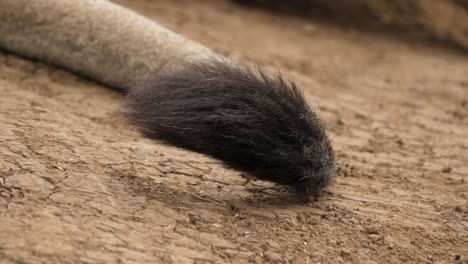 primer plano de la cola de un león que sube y baja sobre suelo seco y agrietado