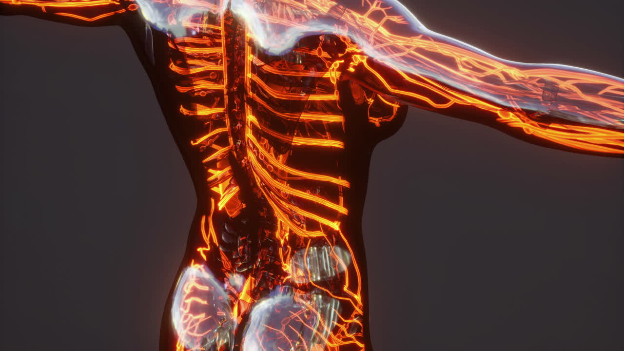 Anatomy of blood vessels veins and arteries in the human body