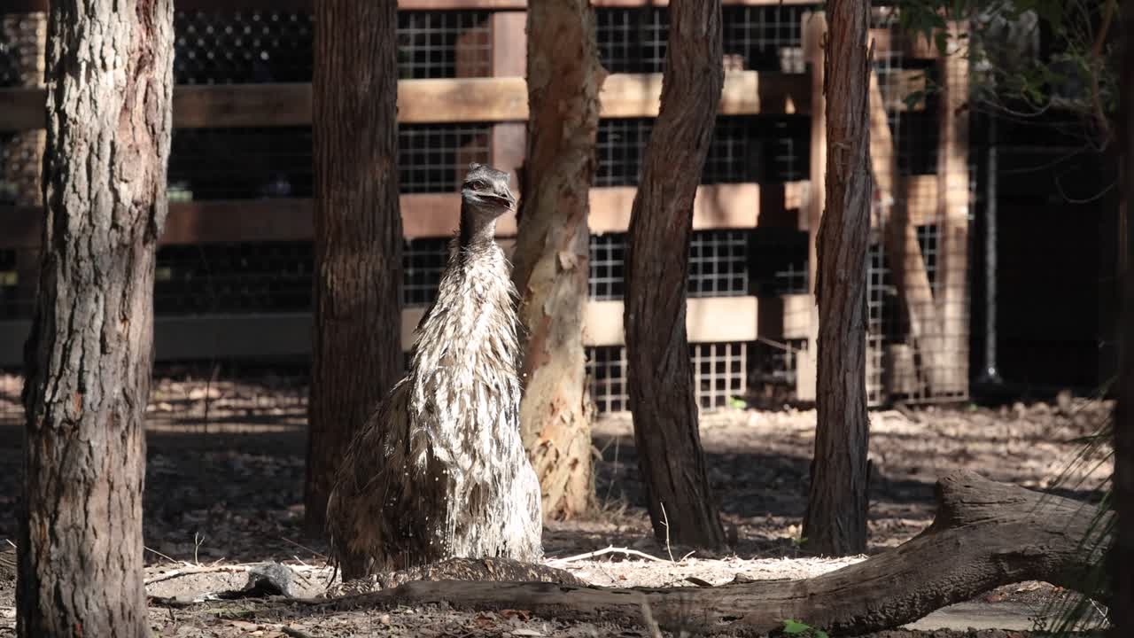 에무 는 나무 근처 에서 먼지 를 흔들고 있다
