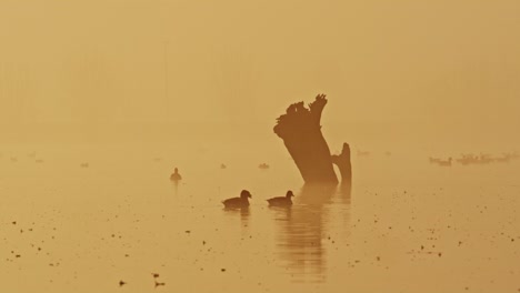 medium shot of ducks and other water fowl swimming on a lake near a partially submerged tree stump on a misty early morning