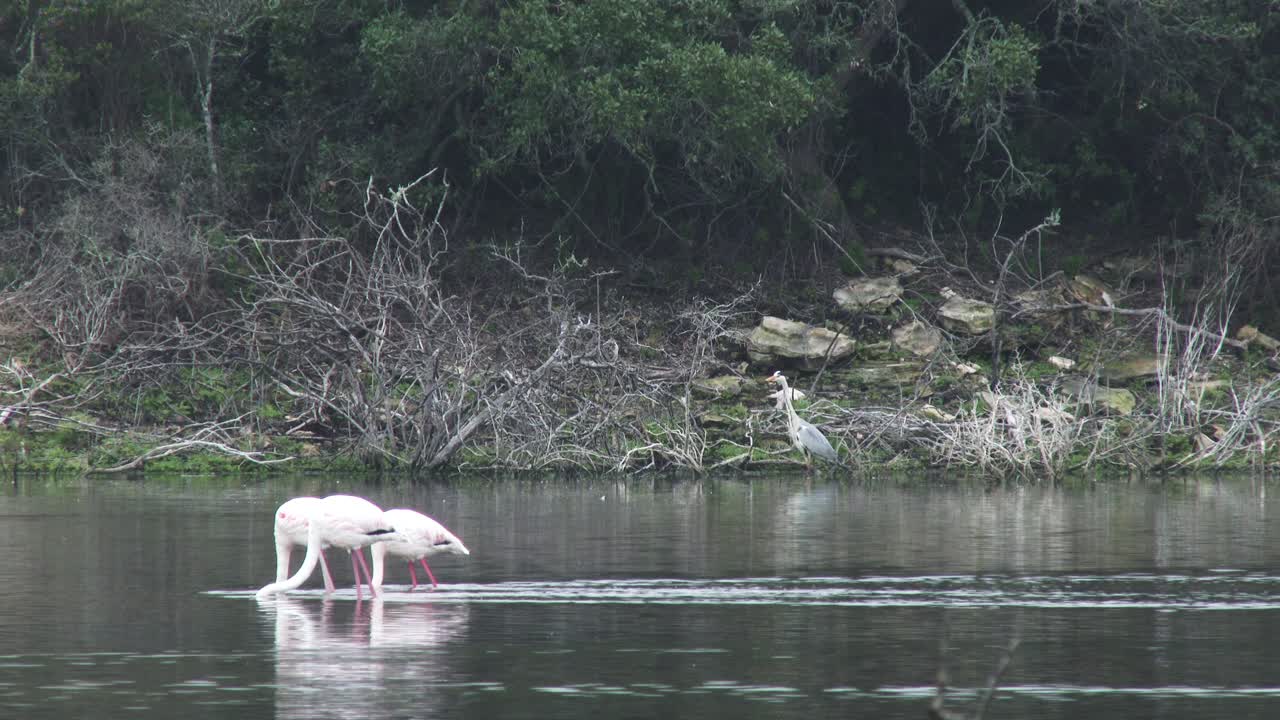 더 큰 플라밍고가 아프리카의 얕은 물을 헤쳐 나가면서 먹이를 먹고 있습니다.