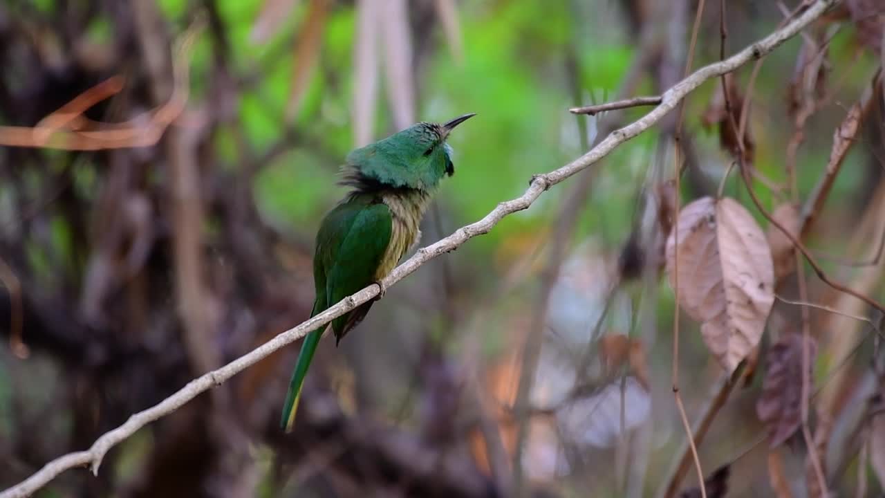el abejaruco de barba azul se encuentra en la península de malaya, incluida tailandia, en claros de bosques particulares