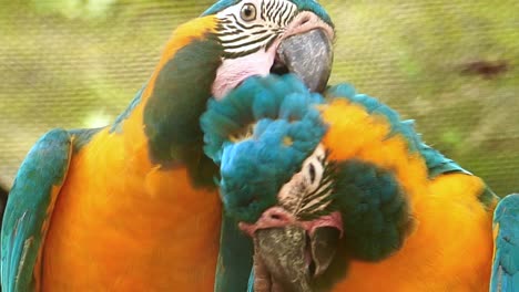 two macaws close up