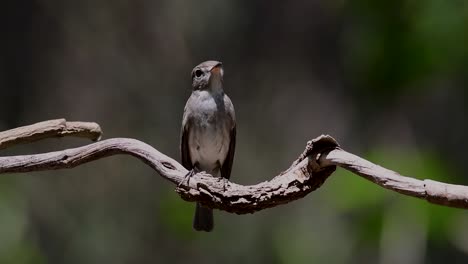 The-Asian-Brown-Flycatcher-is-a-small-passerine-bird-breeding-in-Japan,-Himalayas,-and-Siberia