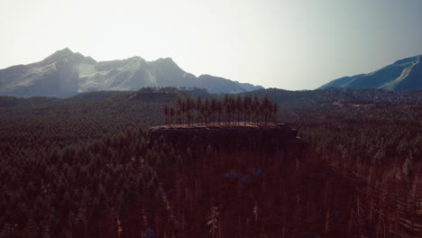 Bosque-De-Pinos-En-Las-Montañas