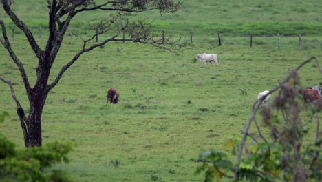 colombia eastern plains - llanos orientales 44