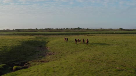 Drone-view-wild-horses-herd-pasturing-in-icelandic-grassland-at-sunset.-Aerial-view-of-free-and-purebred-horses-trotting-in-farmland-in-Iceland.-Animal-theme.-Freedom-and-wildlife-concept