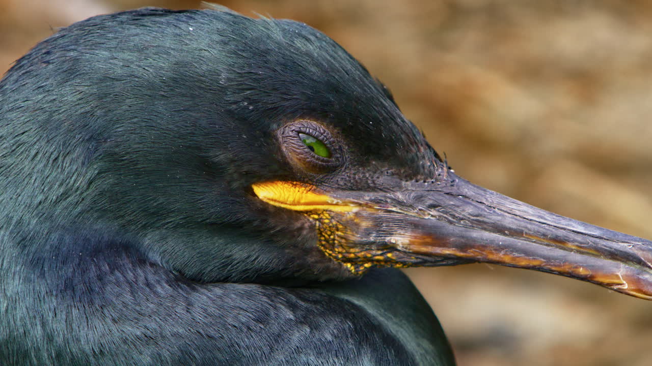 Close-up of a European shag (Phalacrocorax aristotelis) on Hornøya Island, northern Norway. The shot highlights the bird’s vivid green eye and translucent nictitating membrane in detailed clarity