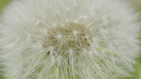 Extreme-closeup-on-dandelion-seedhead-shows-intricate-patterns-delicate-design