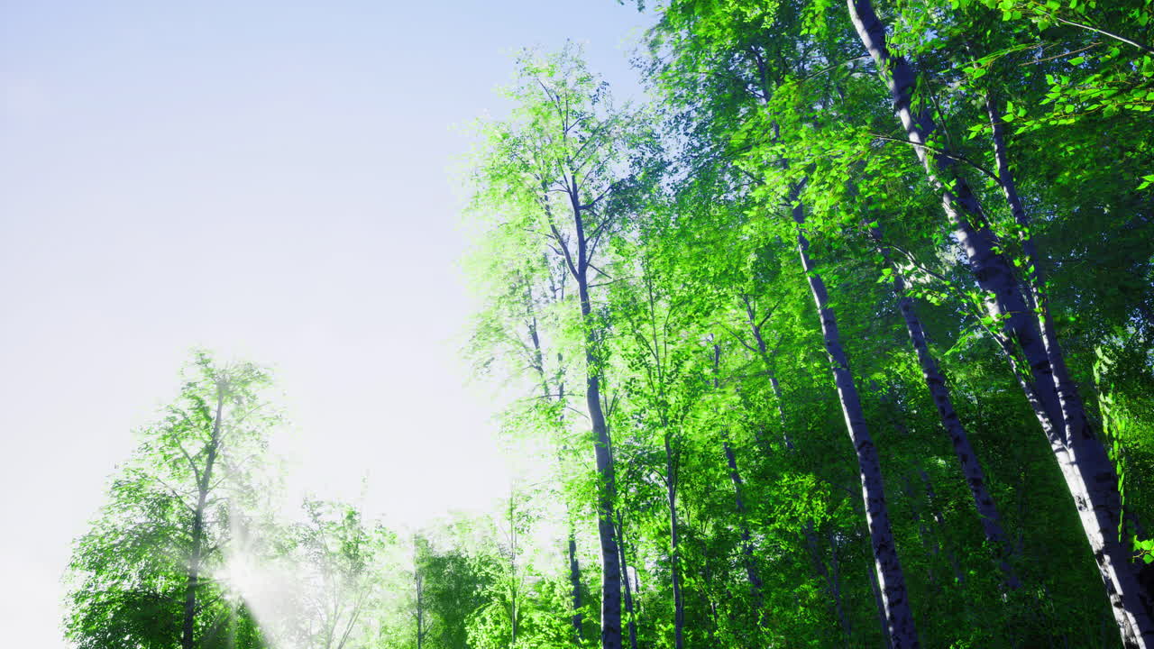 Lush green forest canopy under bright blue sky in sunny weather