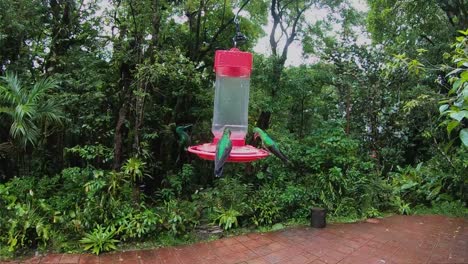 hummingbirds flying in slow motion in the jungle of costa rica