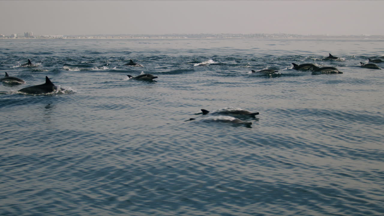 Pod of Dolphins Swimming in the Ocean Near a Coastline