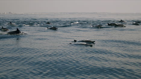 pod of dolphins swimming in the ocean near a coastline