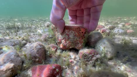 Underwater shot of an European bullhead (Cottus gobio) under a rock that someone is currently removing. Estonia