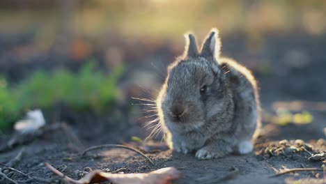 gray hare on a green meadow in spring, little rabbit in the sun