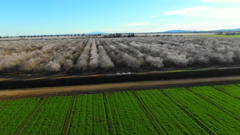 Huerta-De-Almendros-Y-Vuelo-De-Drones-De-Cultivos-Verdes