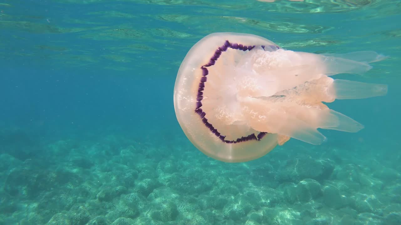 jellyfish floats at the very surface of the water