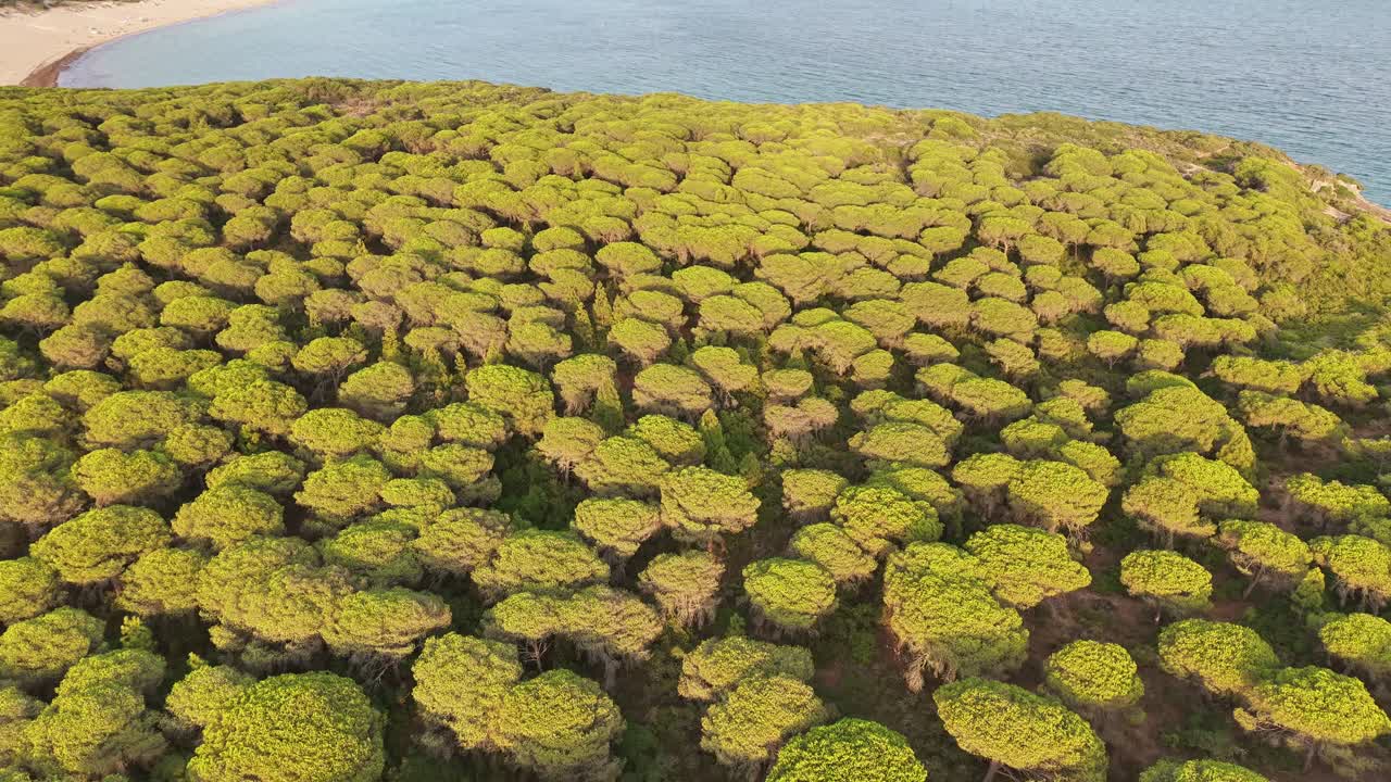 Backward panorama drone fly over the Bolonia's green coastal forest by the sea, Tarifa, Cadiz, Spain