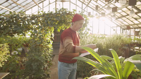 senior man working in flower greenhouse