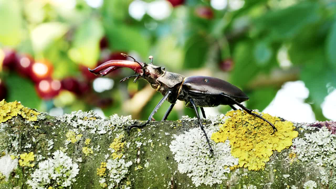 나무 의 가지 에 기어다니는 사 정벌레