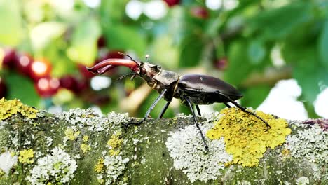 stag-beetle crawling on a branch of a tree