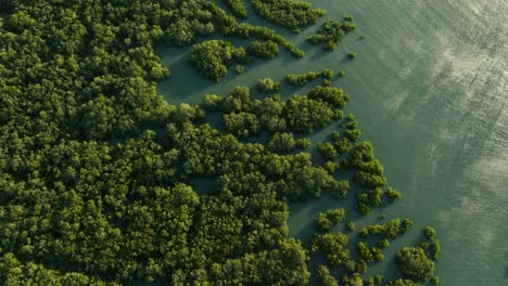 Toma-Aérea-De-Arriba-Hacia-Abajo-De-Los-Manglares-De-Barra-Grande-Entre-El-Agua-Del-Mar-Durante-La-Puesta-De-Sol-En-Brasil