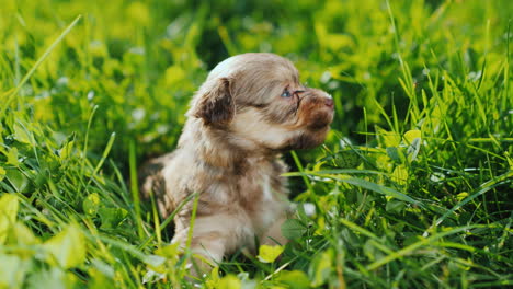 cute puppies in bright green grass