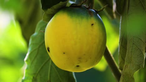 Hormiga-Negra-Corretea-A-Través-De-La-Pequeña-Berenjena-Tailandesa-Verde-Madura