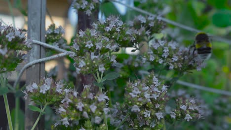 Eine-Sich-Langsam-Bewegende-Aufnahme-Einer-Gelben-Und-Einer-Schwarzen-Biene,-Die-Auf-Einer-Blüte-Landet-Und-Auf-Einem-Grünen-Busch-Weiterfliegt,-Um-Süßen-Nektar-Aus-Oreganoblüten-Zu-Suchen,-Im-Hintergrund-Ein-Garten