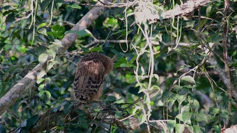 The-Buffy-Fish-Owl-is-a-big-owl-and-yet-the-smallest-among-the-four-Fish-Owls