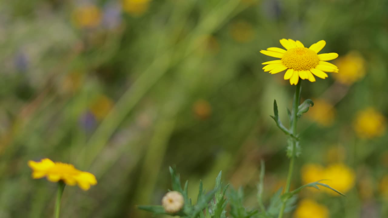 una flor amarilla se balancea suavemente en la brisa
