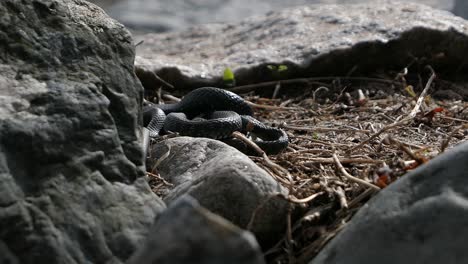 Several-grass-snakes-crawling-on-the-ground-between-rocks-in-spring