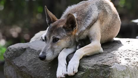 a dog lying down on a rock