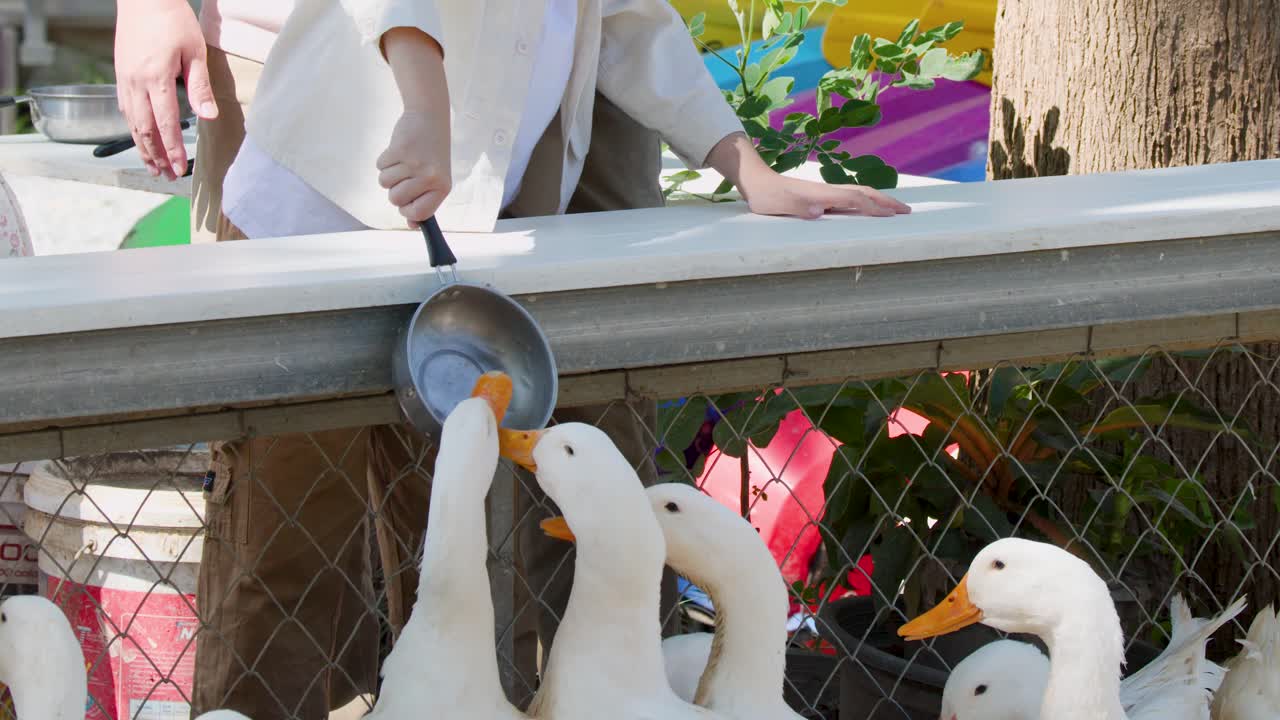 農場で、子供が小さな金属製の鍋を使って白いアヒルの群れに餌を与えている。