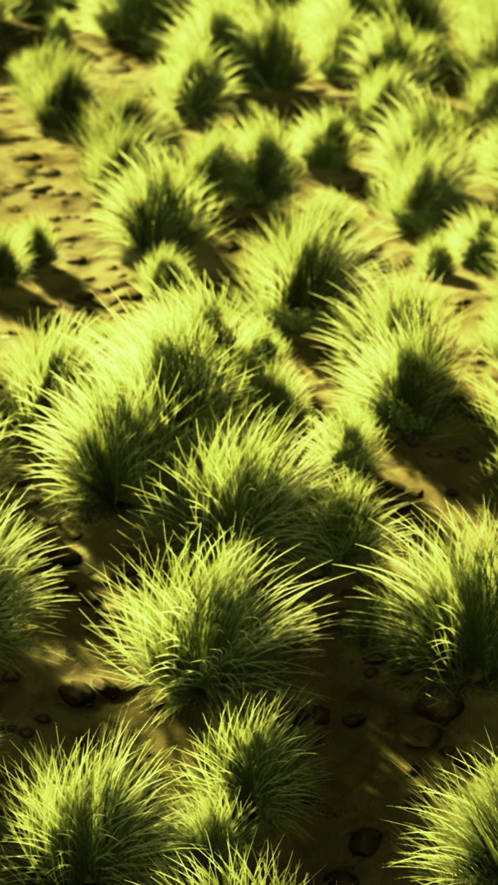 Green grass fields with thin plants and shadows in sunlight during day