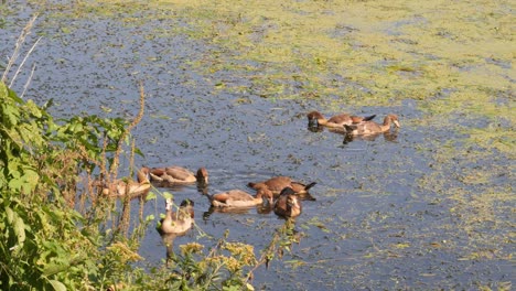 a group of egyptian geese swimming on a river looking for food between water plants